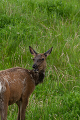 Naklejka na ściany i meble A young mule deer with an open mouth on a grassy green field