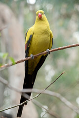 the regent parrot is perched on a twig