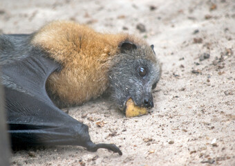 the fruit bat is laying on the ground eating