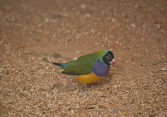 the gouldian finch is a colorful bird. It has a black head green wings, a purple chest and yellow underbelly