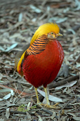 the golden pheasant is looking for food