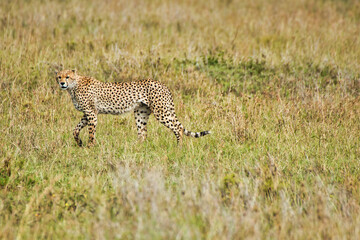 Single Male Cheetah at Serengeti National Park, Tanzania