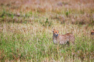 Single Male Cheetah at Serengeti National Park, Tanzania