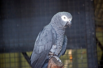the grey african parrot is perched on a dead tree