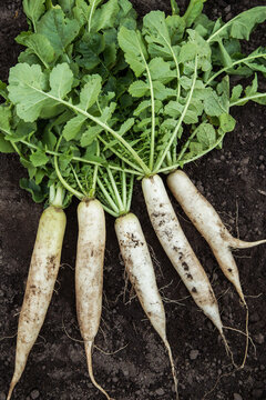 Daikon white radish in garden. Bunch of organic dirty daikon harvest with green tops on soil ground closeup