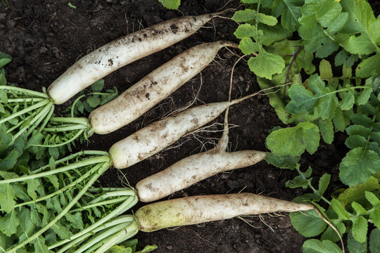 Daikon white radish in garden. Bunch of organic dirty daikon harvest with green tops on soil ground close up