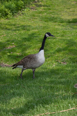 goose on the grass