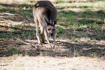 the kangaroo-island kangaroo is bounding along