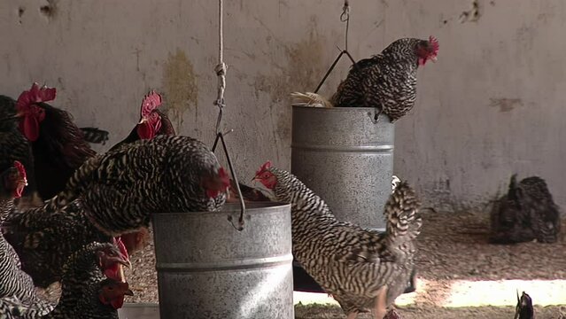 Poultry Farming, Chicken Farm in Tandil, Buenos Aires Province, Argentina. 
