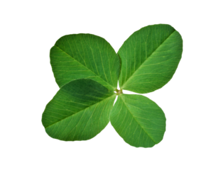Green four leaf clover isolated cutout on transparent