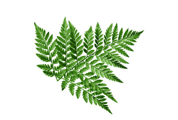 Green fern leaves isolated cutout on transparent