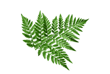 Green fern leaves isolated cutout on transparent