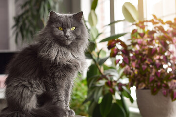 Portrait of a cute domestic longhair grey cat sitting in front of defocused houseplants © Julia