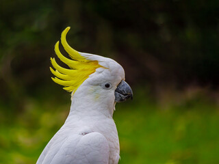 Crested Cockatoo