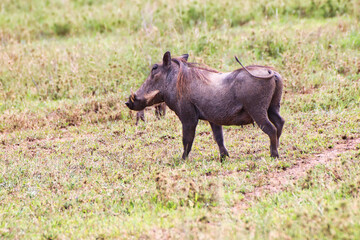 A lone warthog at Serengeti National Park, Tanzania