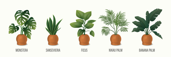 Vector House Plant in Pot Icon Set - Monstera, Sansevieria, Banana Palm, Ficus, Rhopalostylis, Nikau Palm in Pots Isolated on White. Houseplants Collection, Interior Plants. Vector Illustration © gomolach