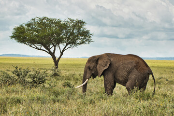 A lone elephant and a tree at Serengeti National Park, Tanzania - obrazy, fototapety, plakaty
