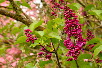 Common Lilac Blossom 02