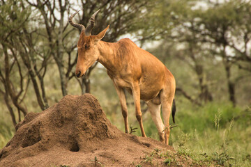 Coke's Hartebeest on Termite mound at Serengeti National Park, Tanzania
