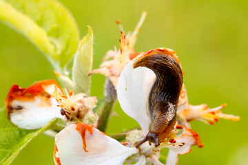 Slug on Apple Blossom 01
