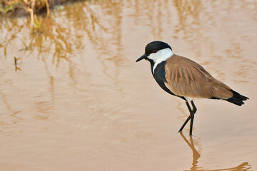 Spur winged Lapwing or Plover at Serengeti National Park, Tanzania