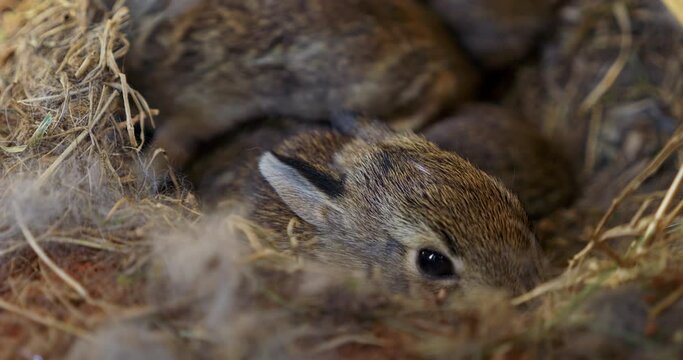 Close-up video clip of newborn rabbits nestled in a straw nest, a serene encapsulation of the beginnings of life in the wild.