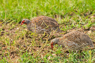 Grey Breasted Spurfowl or Francolin at Serengeti National Park, Tanzania