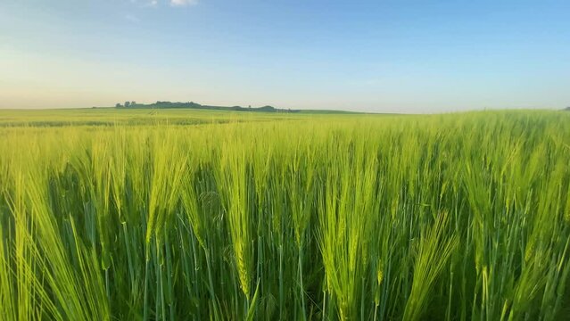 Green wheat field in spring
