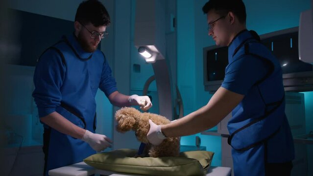 Two veterinarians doing x ray scanning for small curly poodle dog with broken leg. Male doctors in radiology protective vest looking at screen with animals bones pictures. Pets care health slow motion