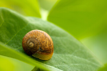Snail Shell Spiral 02