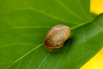Snail on a Leaf 01