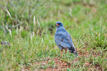 Dark Chanting Goshwak at Serengeti National Park, Tanzania