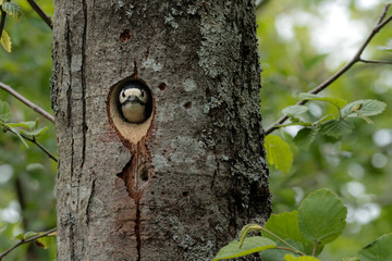巣穴から顔を出すアカゲラ