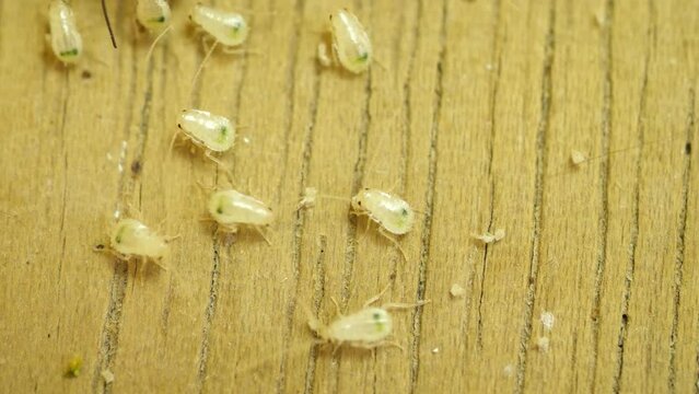 ゴキブリの大量発生