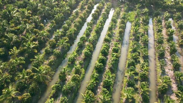 Cultivation of coconuts and mango for sale in agriculture.  Aerial view drone flies over a large coconut and mango grove. The tops of mango trees are green and yellow.