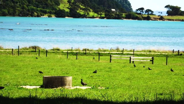 Wainui bay with some pukeko birds and ducks wandering around