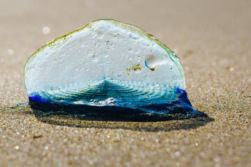 Blue sail jellyfish, or by-the-wind-sailor, or Velella Velella, close-up on the beach. A tiny sail allows the organism to travel