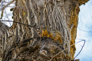 An Eastern Fox Squirrel in Cheyenne, Wyoming