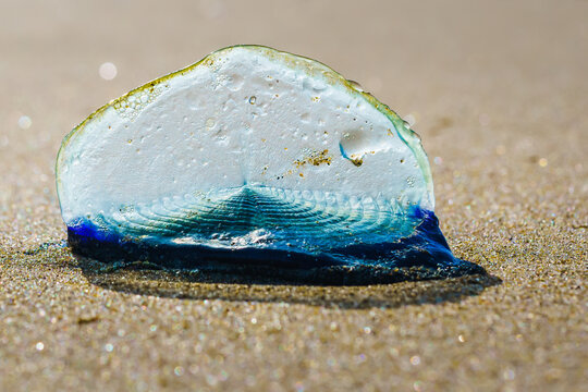 Blue sail jellyfish, or by-the-wind-sailor, or Velella Velella, close-up on the beach. A tiny sail allows the organism to travel