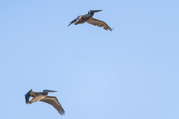 Two flying pelicans against clear blue sky in the background