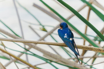 Blue Swallow perched on a marsh grass in the middle of the lake. Sparrow-sized swallows are small songbirds The adult birds have dark metallic steel-blue appearance with long tail streamers.
