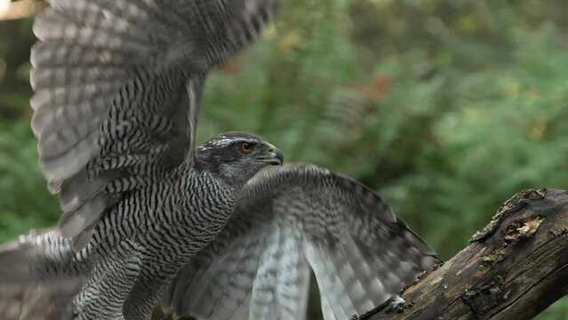 Northern goshawk or havik swoops flaps wings, lands on log in forest, slow motion