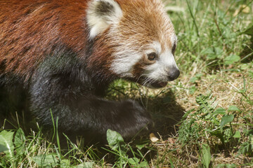 red panda in tree
