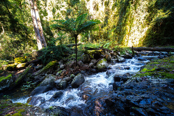 Stunning powerful waterfall spotted while hiking the Canungra Creek Circuit trail, Lamington (O'Reilly's) National Park, Gold Coast, Queensland, Australia