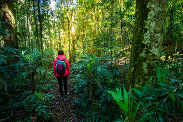back view of hiker girl walking through dense rainforest with large trees, ferns and lush...