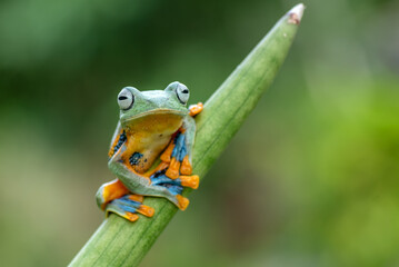 Green tree flying frog perched on a leaf
