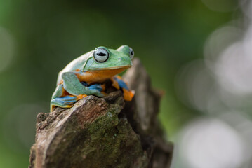 Green tree flying frog perched on a leaf