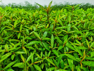Fototapeta premium green grass with sky background in the garden. The idea of making wallpaper and artworks. The feeling calm quiet and happy