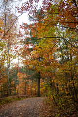 Beautiful fall autumn colourful foliage in a national park in Canada