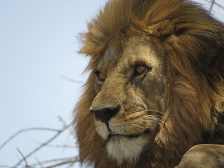 portrait of a lion